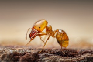 Bernsteingelbe Pharaoameise (Monomorium pharaonis) Bernsteingelbe Pharaoameise (Monomorium pharaonis)