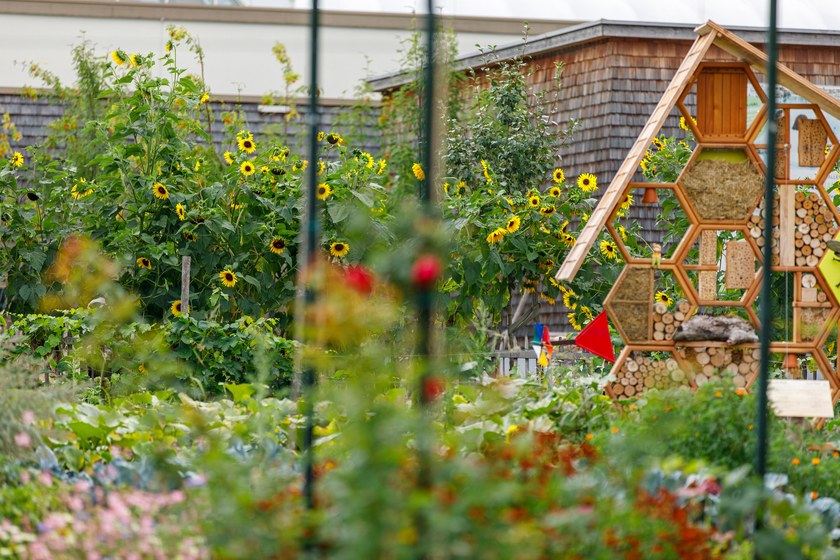 Biodiversitätsgarten mit Sonnenblumen und Insektenhotel