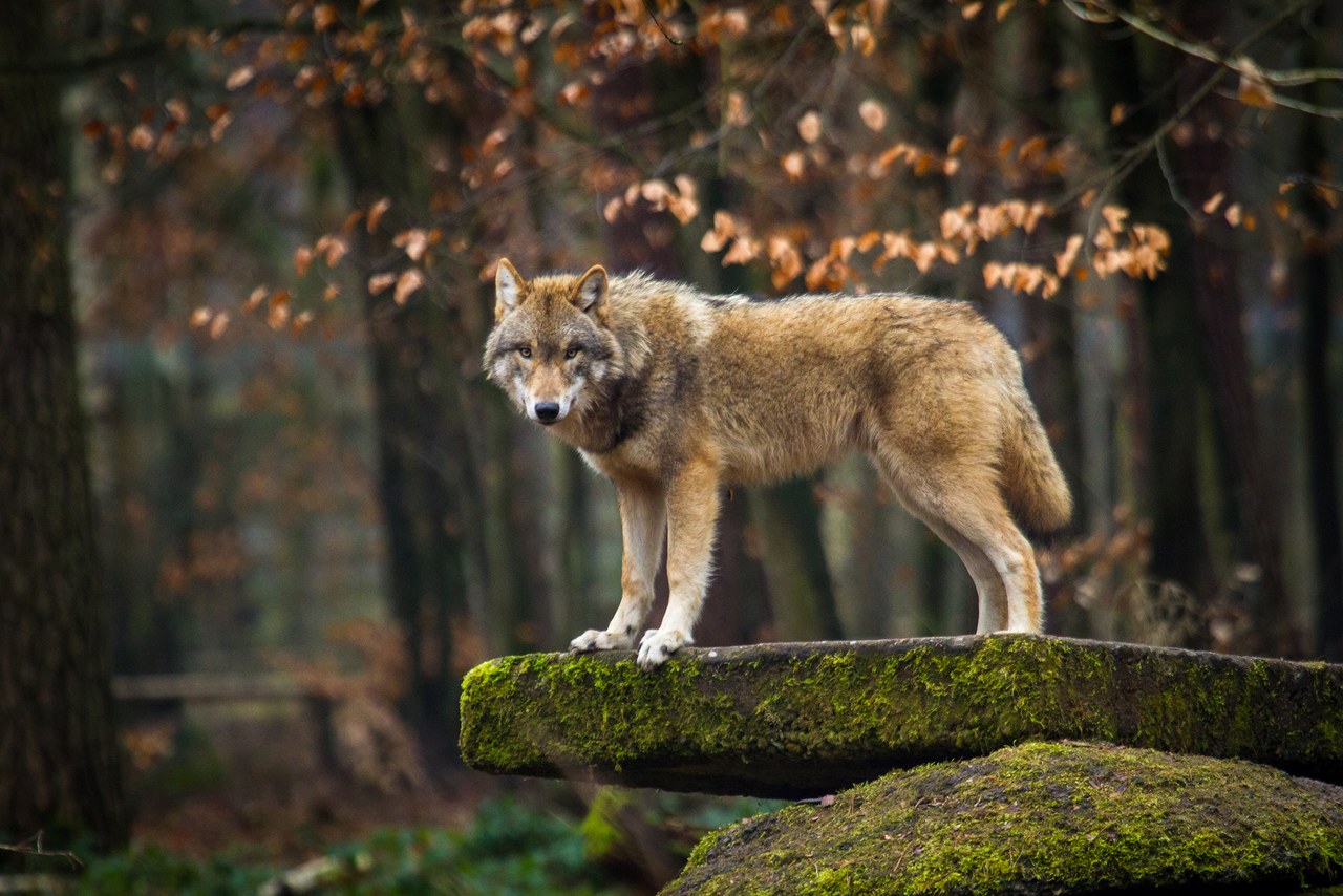 Der Wolf