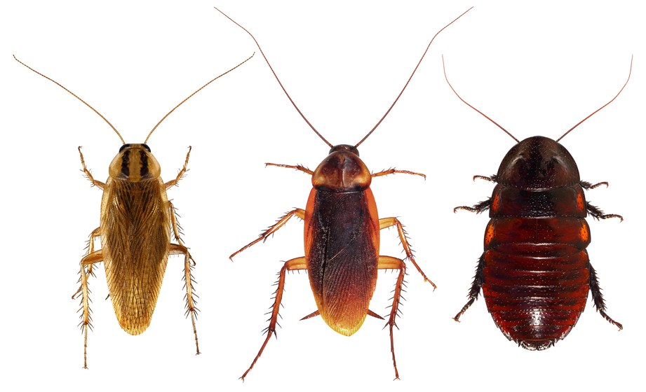 Schaben (Blattella germanica)(Gromphadorhina portentosa) (Periplaneta americana)