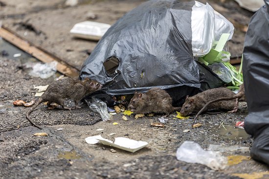 Ratten im Müll